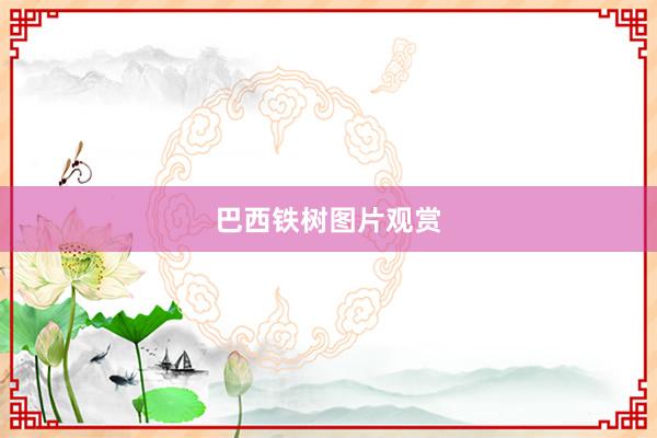 巴西铁树图片观赏